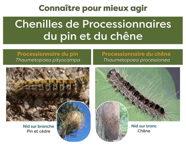 260306_chenilles-processionnaires_ma