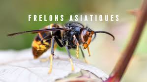 frelons asiatiques